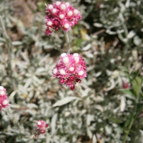 pink-white flowers with light-green leaves and stems