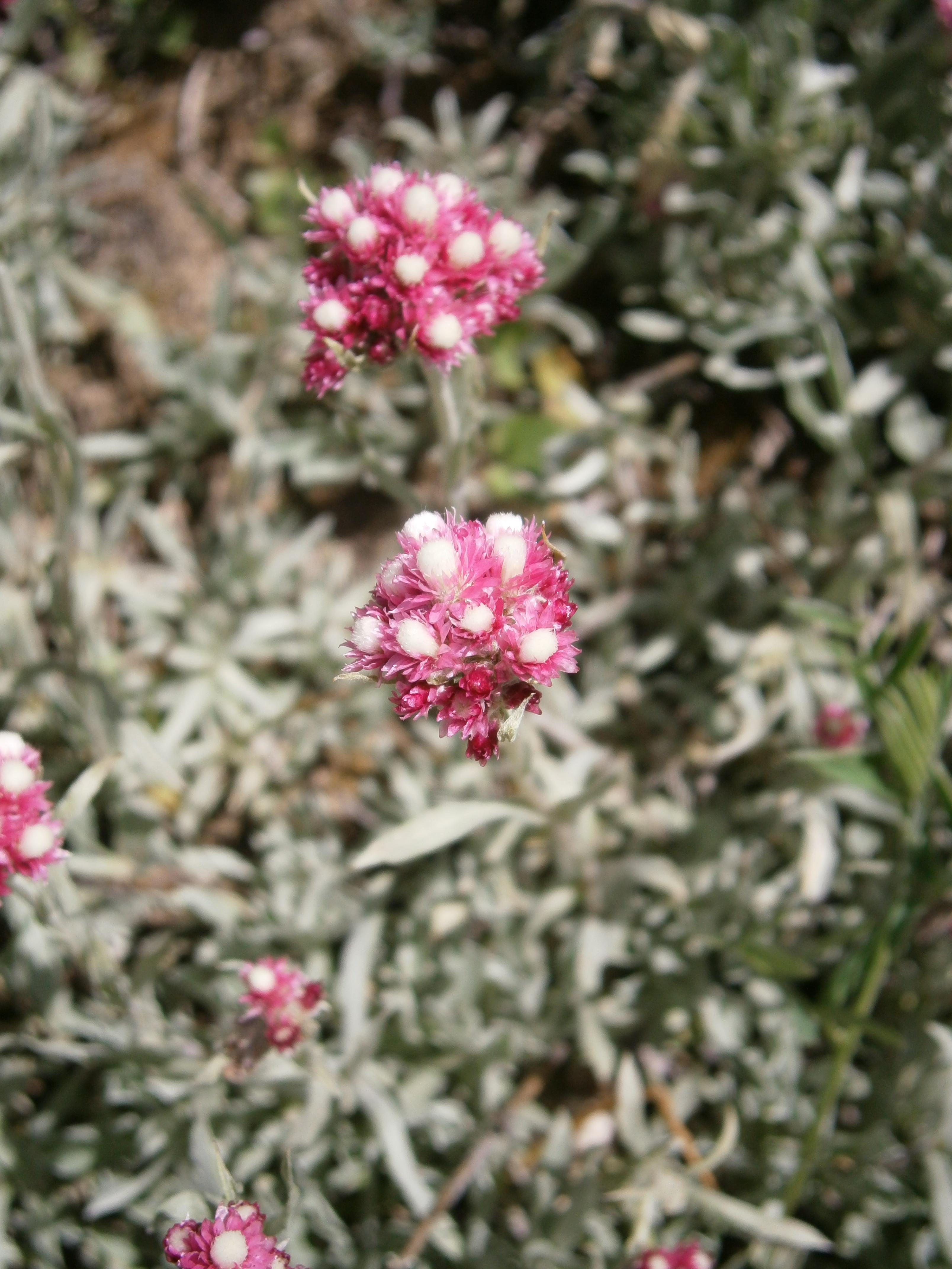 pink-white flowers with light-green leaves and stems