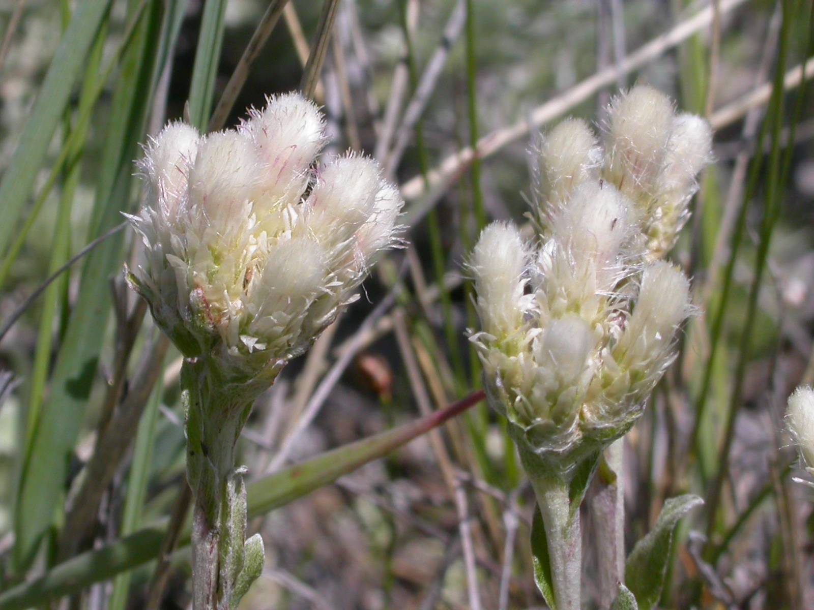 off-white flowers with pink-green foliage and grey stems