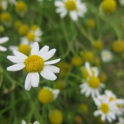 white flowers with yellow center, green leaves and stems