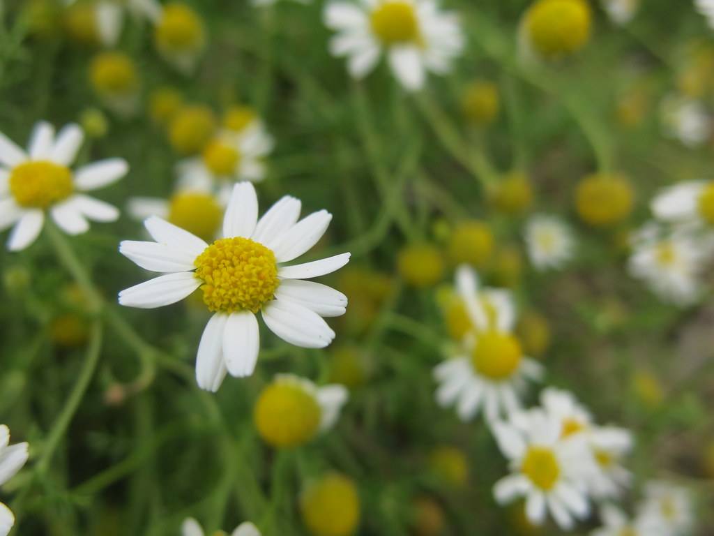 white flowers with yellow center, green leaves and stems