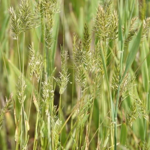 lime spikelets, foliage and stems