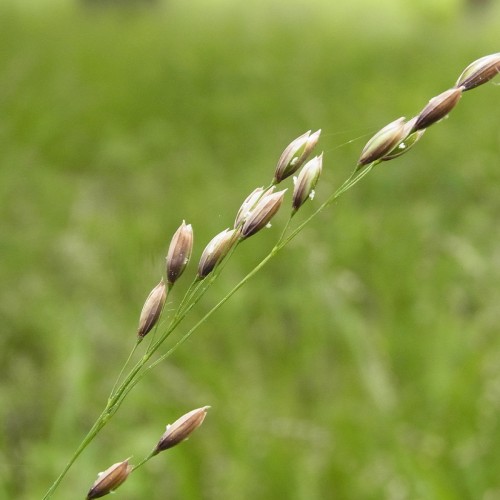 Beige-brown spikelet with green stems.