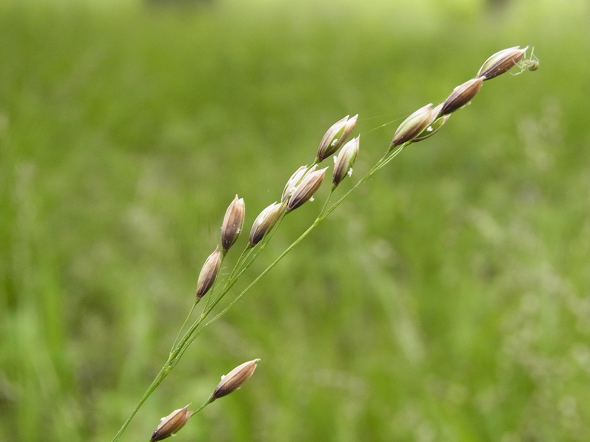 white-brown flowers on green stems