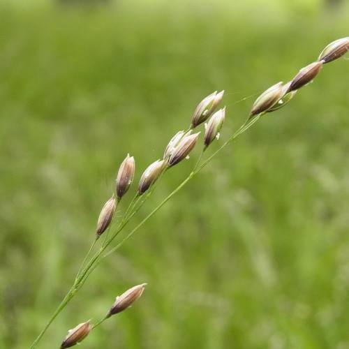 white-brown flowers on green stems