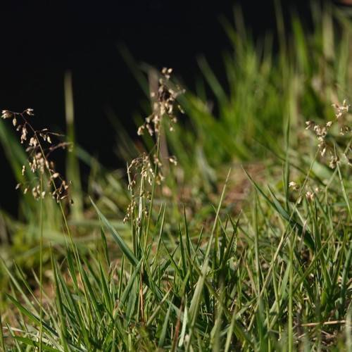 brown-white flowers on yellow-green stems with green foliage