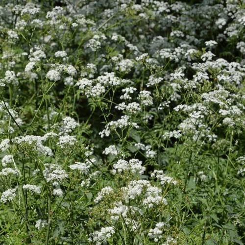 white flowers, green leaves and stems