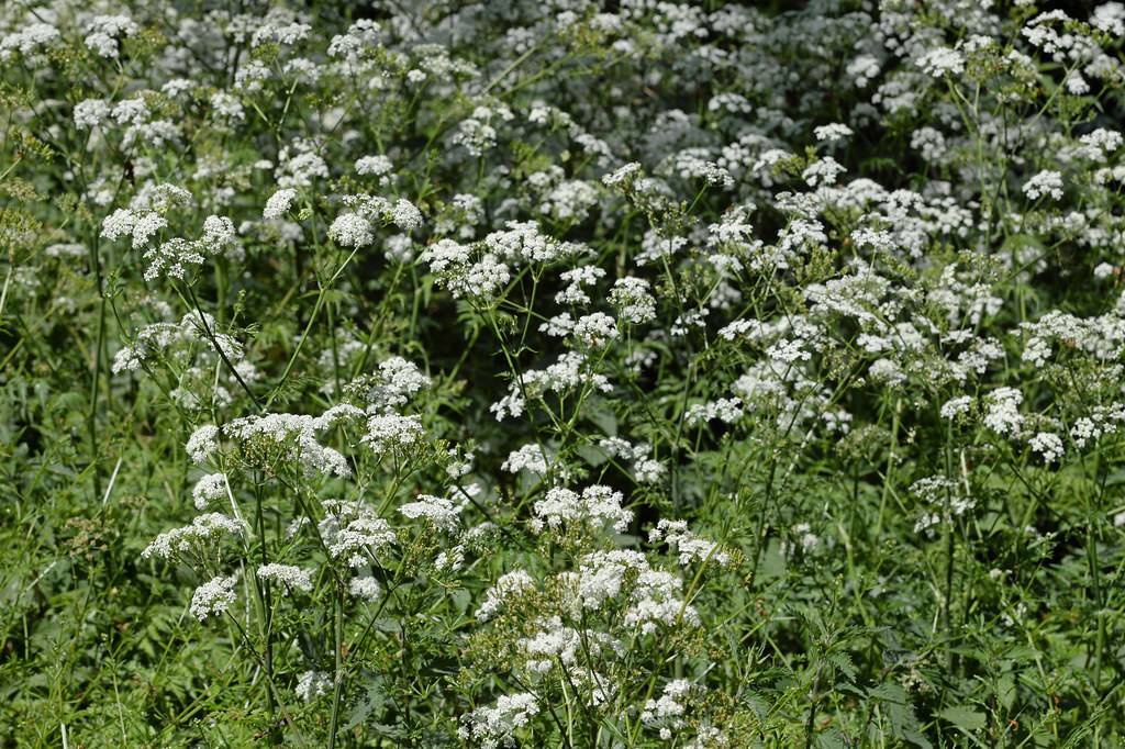 white flowers, green leaves and stems