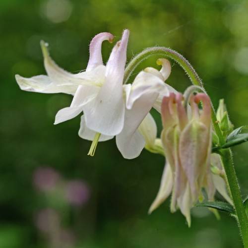 pink-white flowers, green leaves and green stem