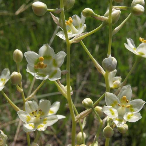 white flowers with yellow-green center, light-orange anthers, white ovaries along off-white buds and yellow-green stems