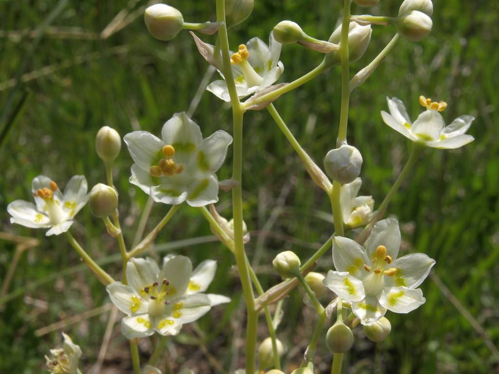 white flowers with yellow-green center, light-orange anthers, white ovaries along off-white buds and yellow-green stems
