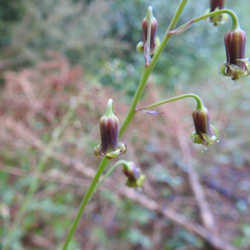purple-green flowers with light-green petioles and stems