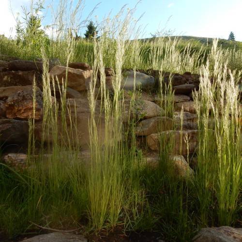white spikelets with yellow-green foliage and stems