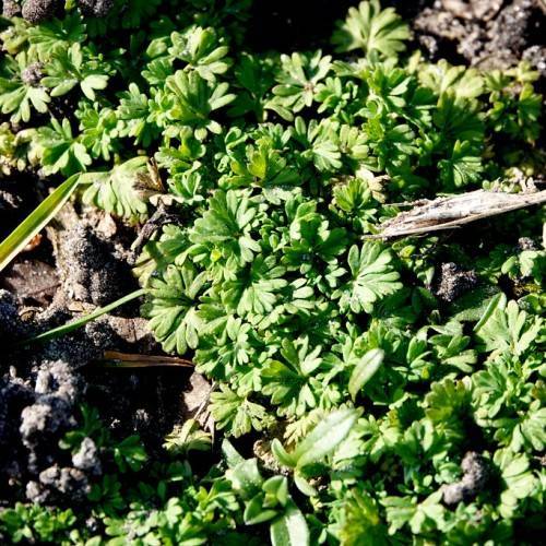 yellow-green leaves