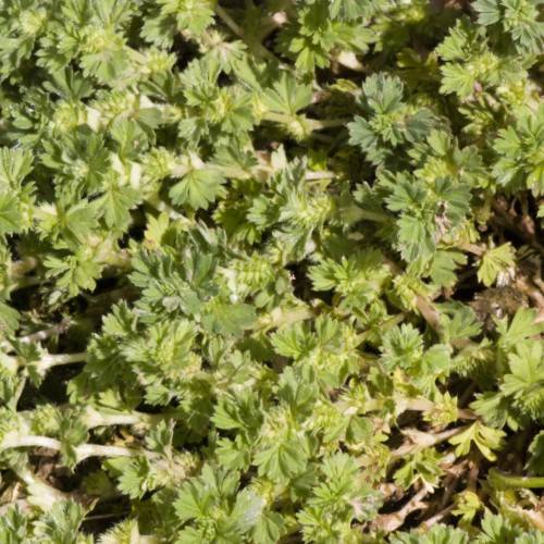 lime-green leaves on white-beige stems