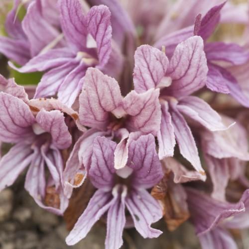 purple-white flowers with green foliage