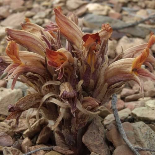 orange-brown flowers and brown foliage