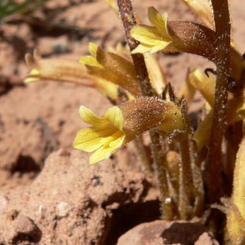 yellow-brown flowers with brown sepals and stems