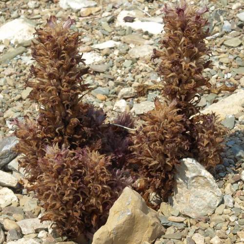 brown foliage