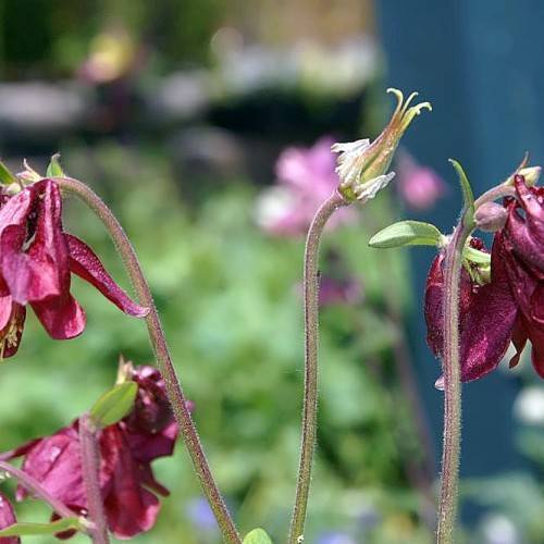 dark-pink flowers, pink-green buds, green leaves and pink-green stems
