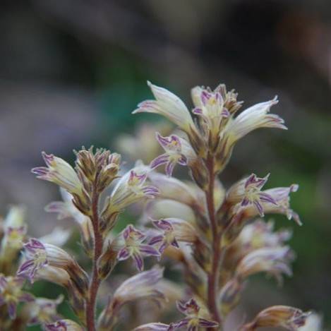 green-purple flowers and buds on brown stems