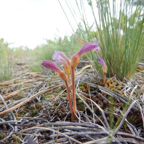 pink-purple flowers with light-orange sepals, and brown stems