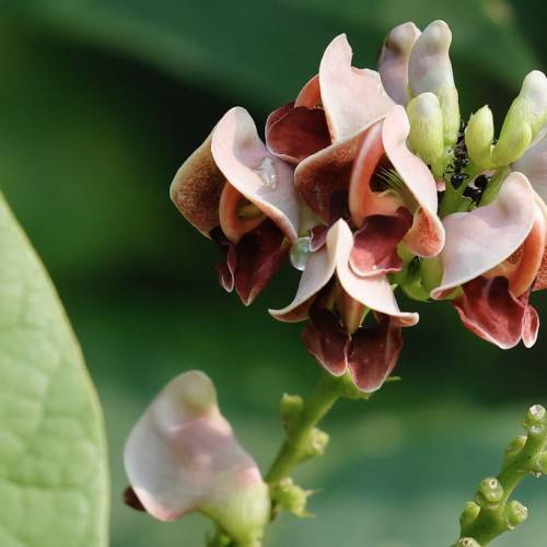 white-brown flowers with off-white buds, yellow-green sepals and stems