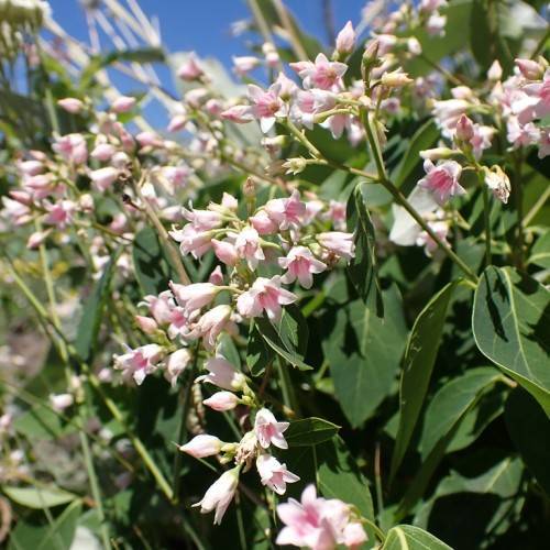 pink-white flowers, light-pink buds, dark-green leaves and light-green stems