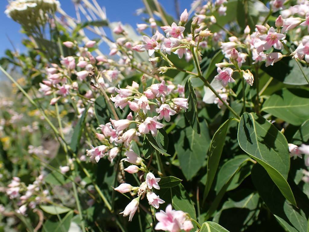 pink-white flowers, light-pink buds, dark-green leaves and light-green stems