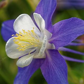 violet-white flowers with cream filaments, yellow anthers, violet stems and green leaves
