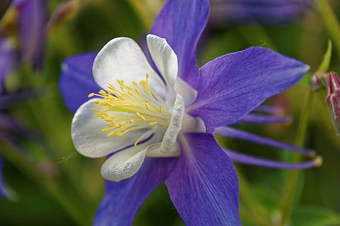 violet-white flowers with cream filaments, yellow anthers, violet stems and green leaves
