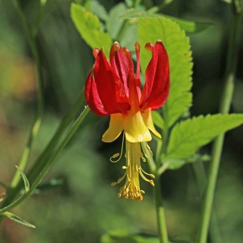 red-yellow flowers with yellow filaments, dark-yellow anthers, green leaves and green stems