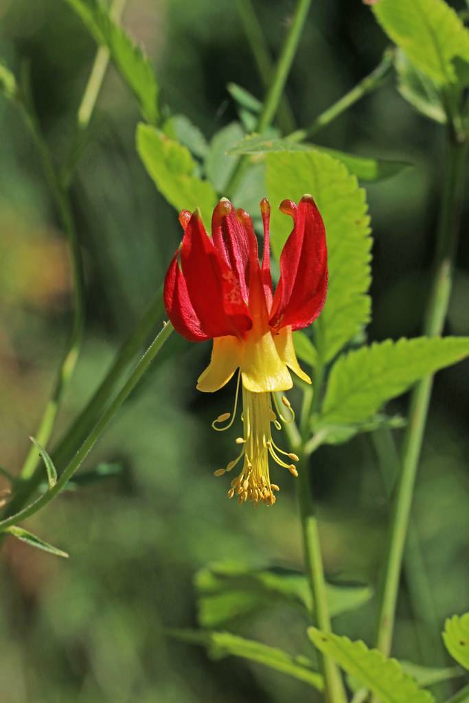 red-yellow flowers with yellow filaments, dark-yellow anthers, green leaves and green stems