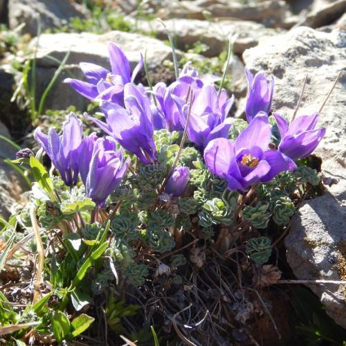 purple-blue flowers with yellow anthers, green leaves and green-brown stems
