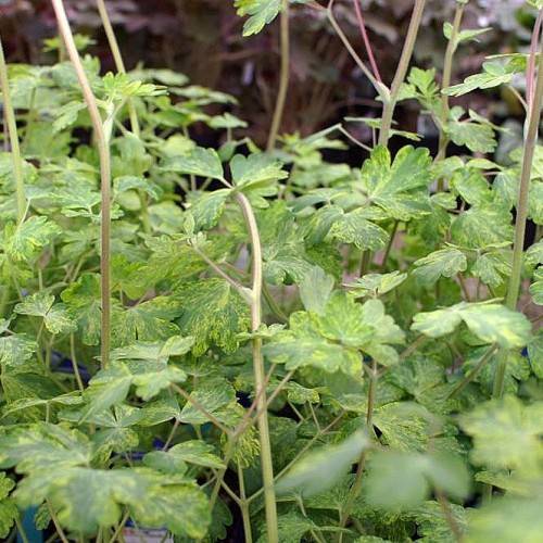 yellow-green leaves and yellow-brown stems