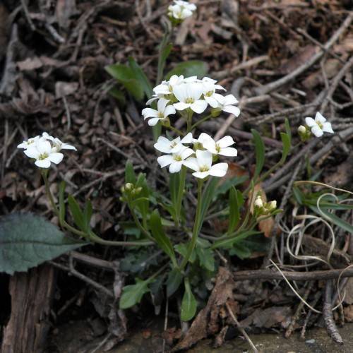 white flowers with yellow-green center, green leaves and stems