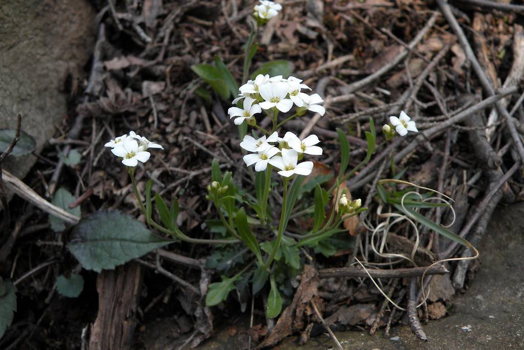 white flowers with yellow-green center, green leaves and stems