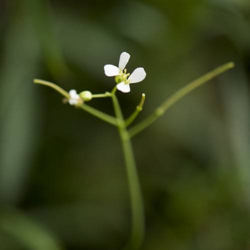 white flowers with yellow-green stamens, buds and yellow-green stems