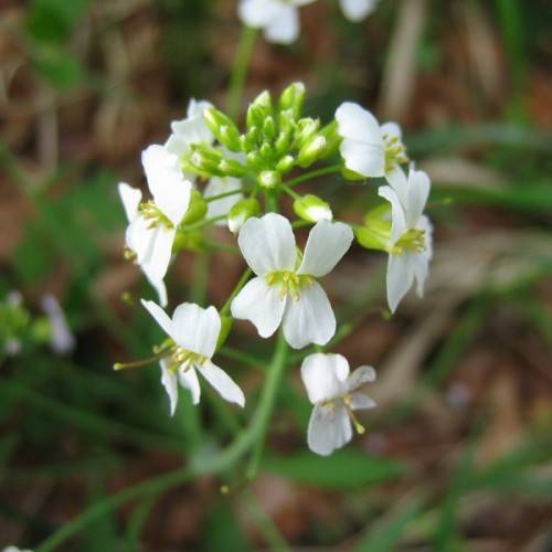 white flowers with yellow stamens, lime-white buds, green leaves and stems