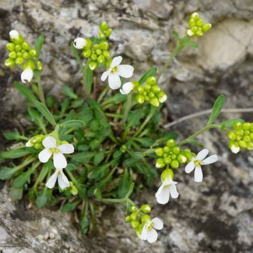 white flowers with yellow center, lime buds, green leaves and stems