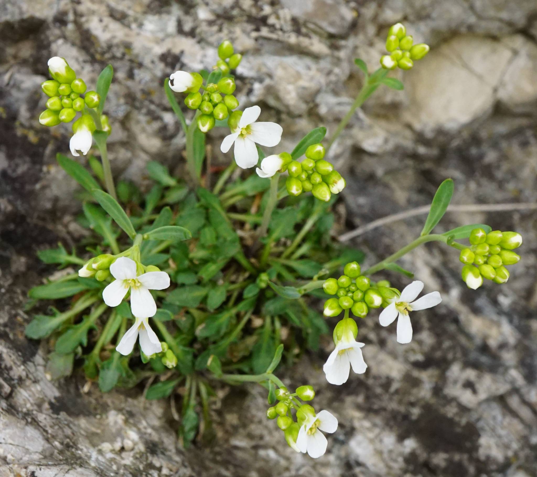 white flowers with yellow center, lime buds, green leaves and stems