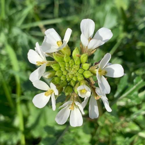 white flowers with yellow stamens, lime buds, green leaves and stems