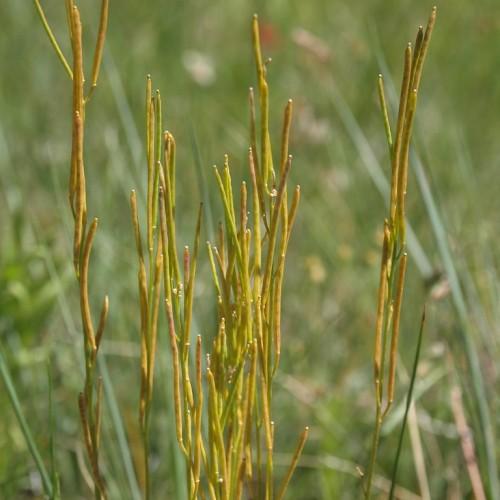 yellow-brown stems and green foliage
