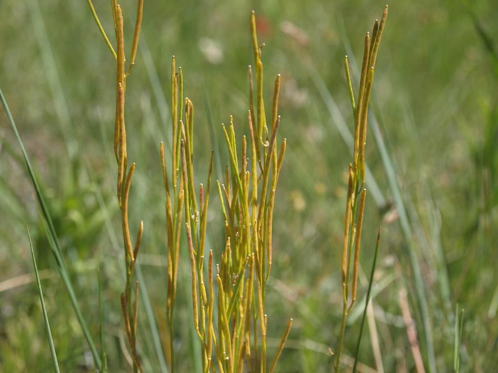 yellow-brown stems and green foliage