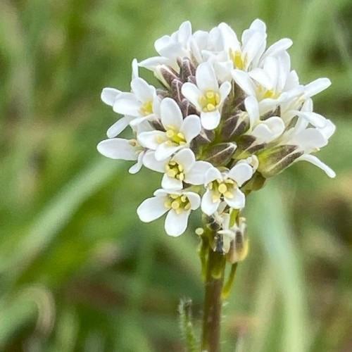 white flowers with yellow anthers and filaments, olive-purple buds, olive stems and green leaves