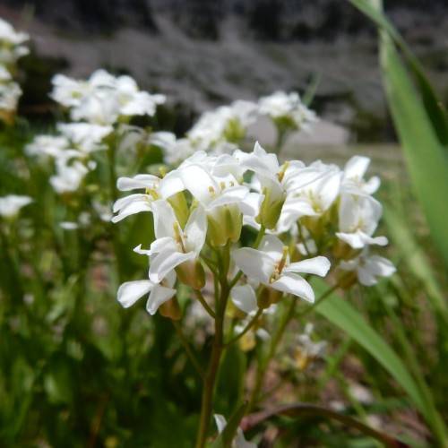 white flowers with yellow-green stamens and sepals along green leaves and green-brown stems