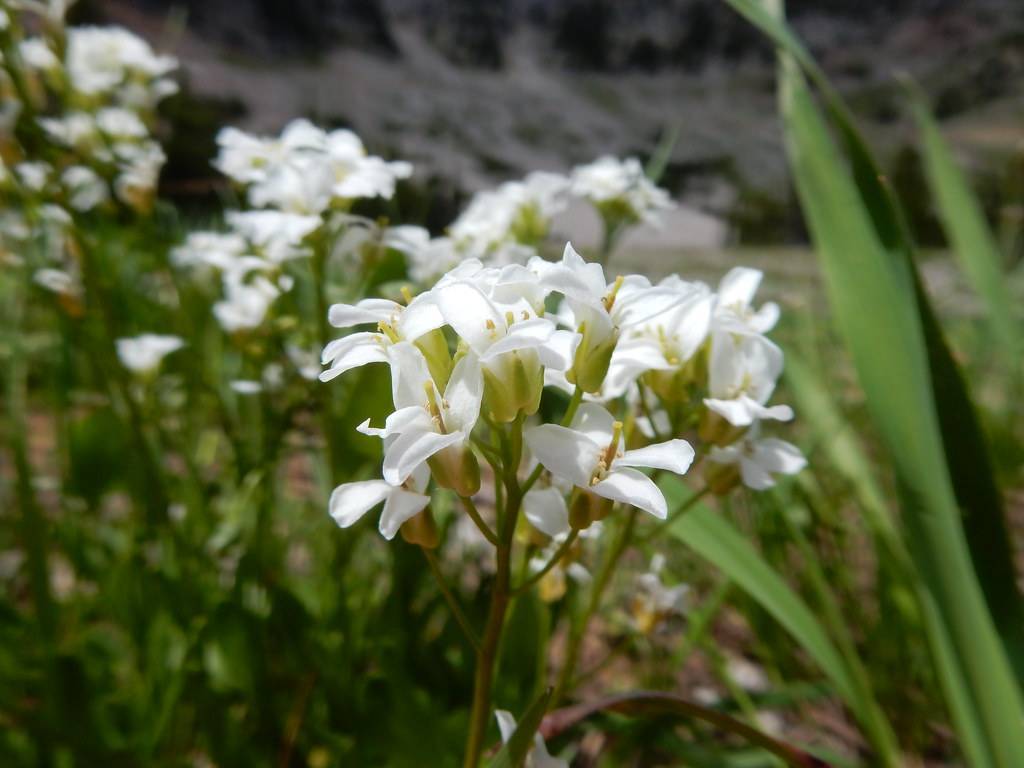 white flowers with yellow-green stamens and sepals along green leaves and green-brown stems