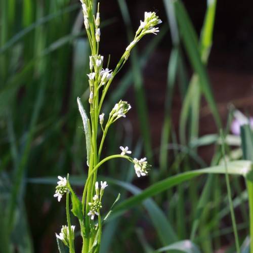 white flowers, yellow-green buds with yellow-green leaves and stems