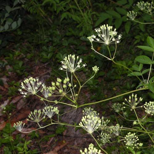 white flowers, lime-green fruits, light-green buds and green leaves on yellow-green stems