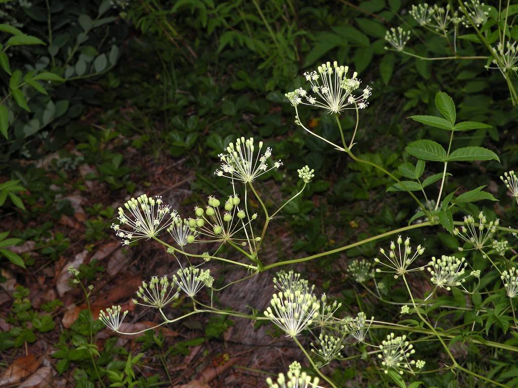 white flowers, lime-green fruits, light-green buds and green leaves on yellow-green stems